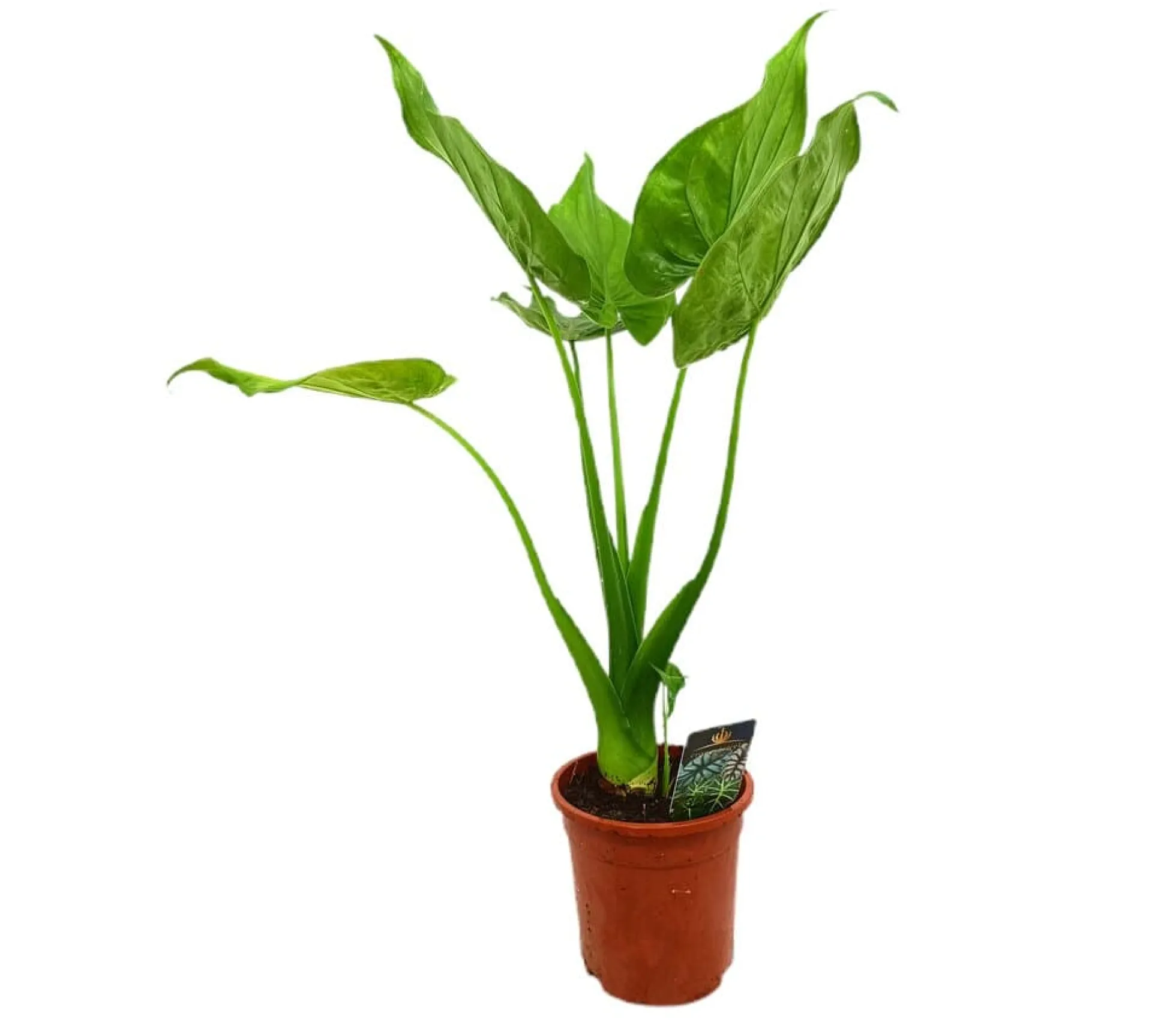 Alocasia Cucullata M17 60-80cm