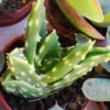 Aloe Mitriformis Planta Suculenta 5 Cms