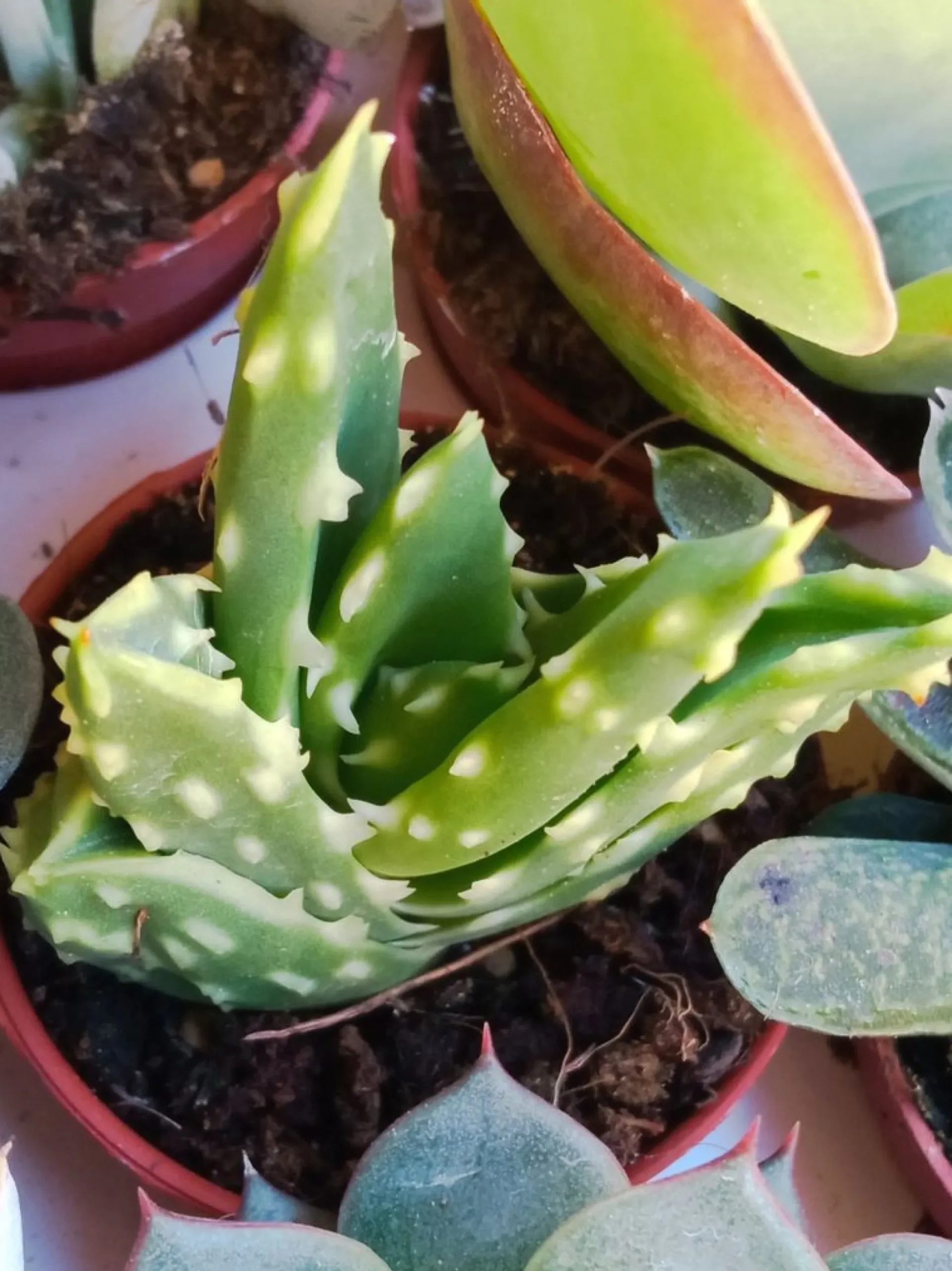 Aloe Mitriformis Planta Suculenta 5 Cms