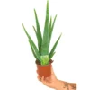 Aloe Vera M12 35cm