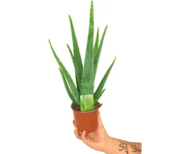 Aloe Vera M12 35cm