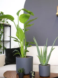 Aloe Vera O Sábila | Altura 35cm - Diámetro 12cm