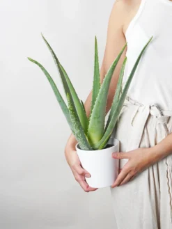 Aloe Vera O Sábila | Altura 35cm - Diámetro 12cm
