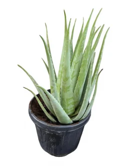 Aloe Vera Planta Natural Ecológica. Tamaño Mínimo De Las Hojas 55 Cm. Maceta 30 Cm. Planta De Más 23 Años