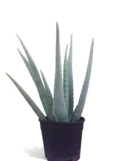 Aloe Vera Planta Natural Ecológica. Maceta 15cm. Longitud Mín.hojas 30cm. Hija De Una Planta Madre De Más De 20 Años.