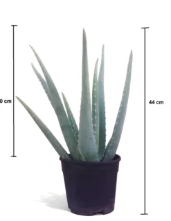 Aloe Vera Planta Natural Ecológica. Maceta 15cm. Longitud Mín.hojas 30cm. Hija De Una Planta Madre De Más De 20 Años.