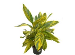 Alpinia Zerumbet Variegata M30 90cm (jengibre Variegado)
