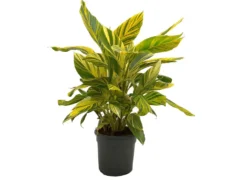 Alpinia Zerumbet Variegata M30 90cm (jengibre Variegado)