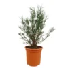 Alyogyne Hakeifolia M24 80cm