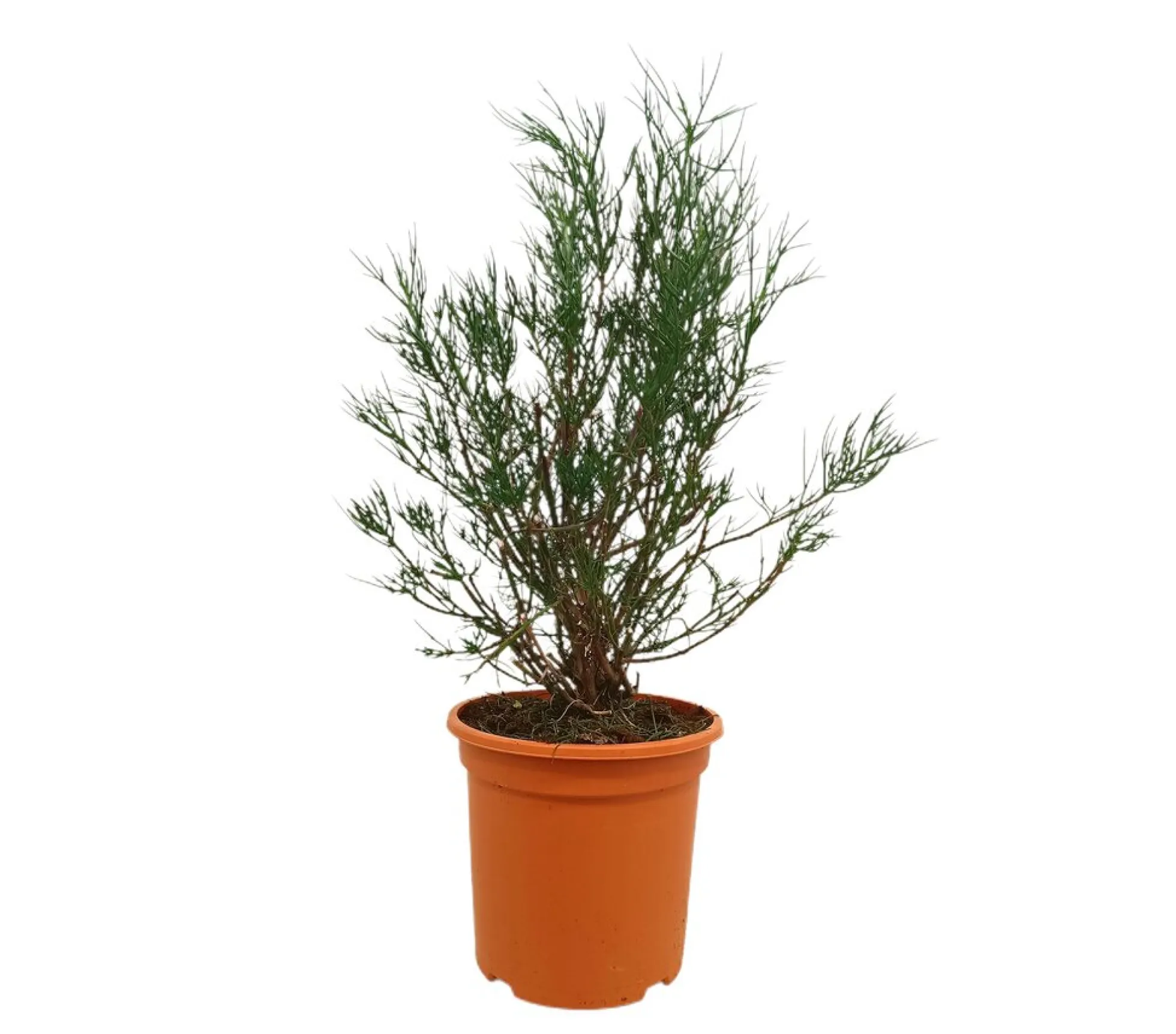 Alyogyne Hakeifolia M24 80cm