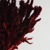 Amaranthus Preservada