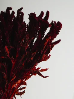 Amaranthus Preservada