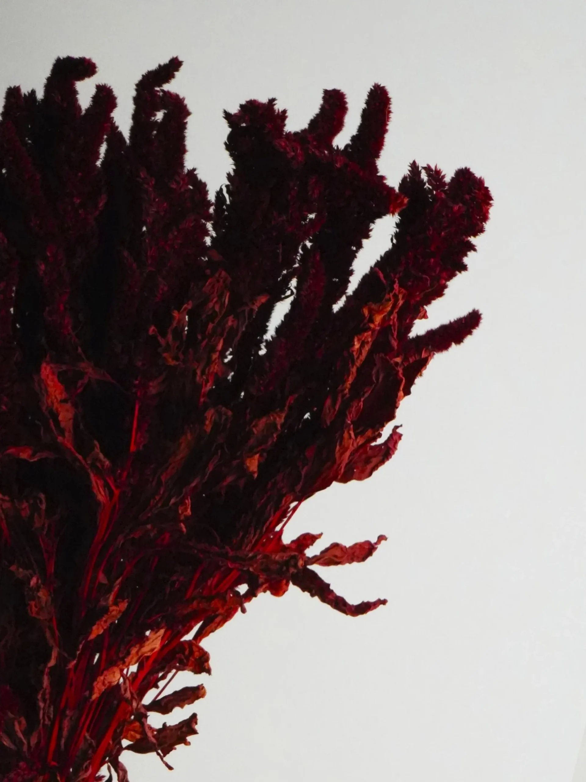 Amaranthus Preservada