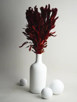 Amaranthus Preservada