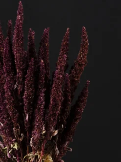Amaranthus Preservada
