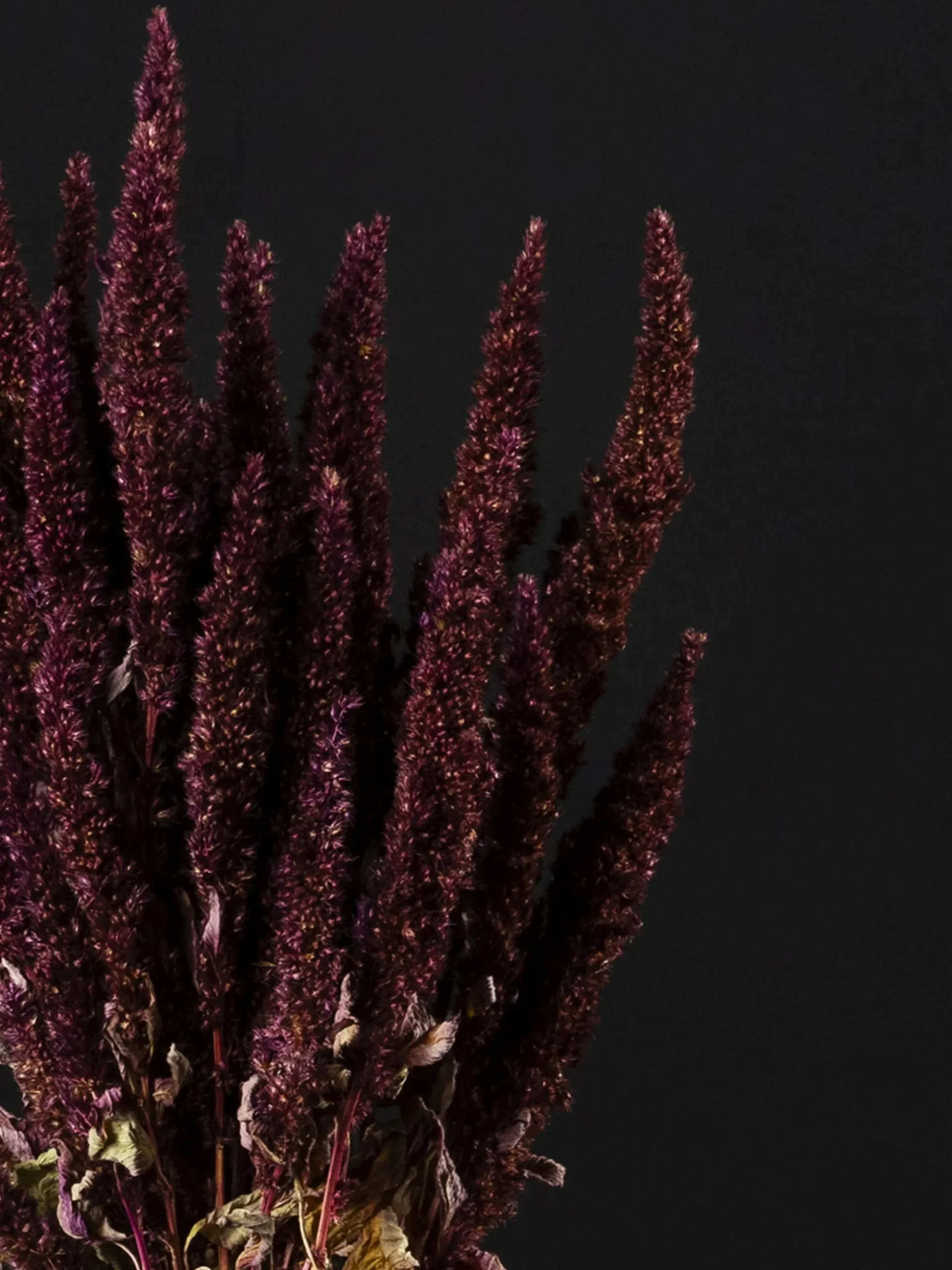 Amaranthus Preservada