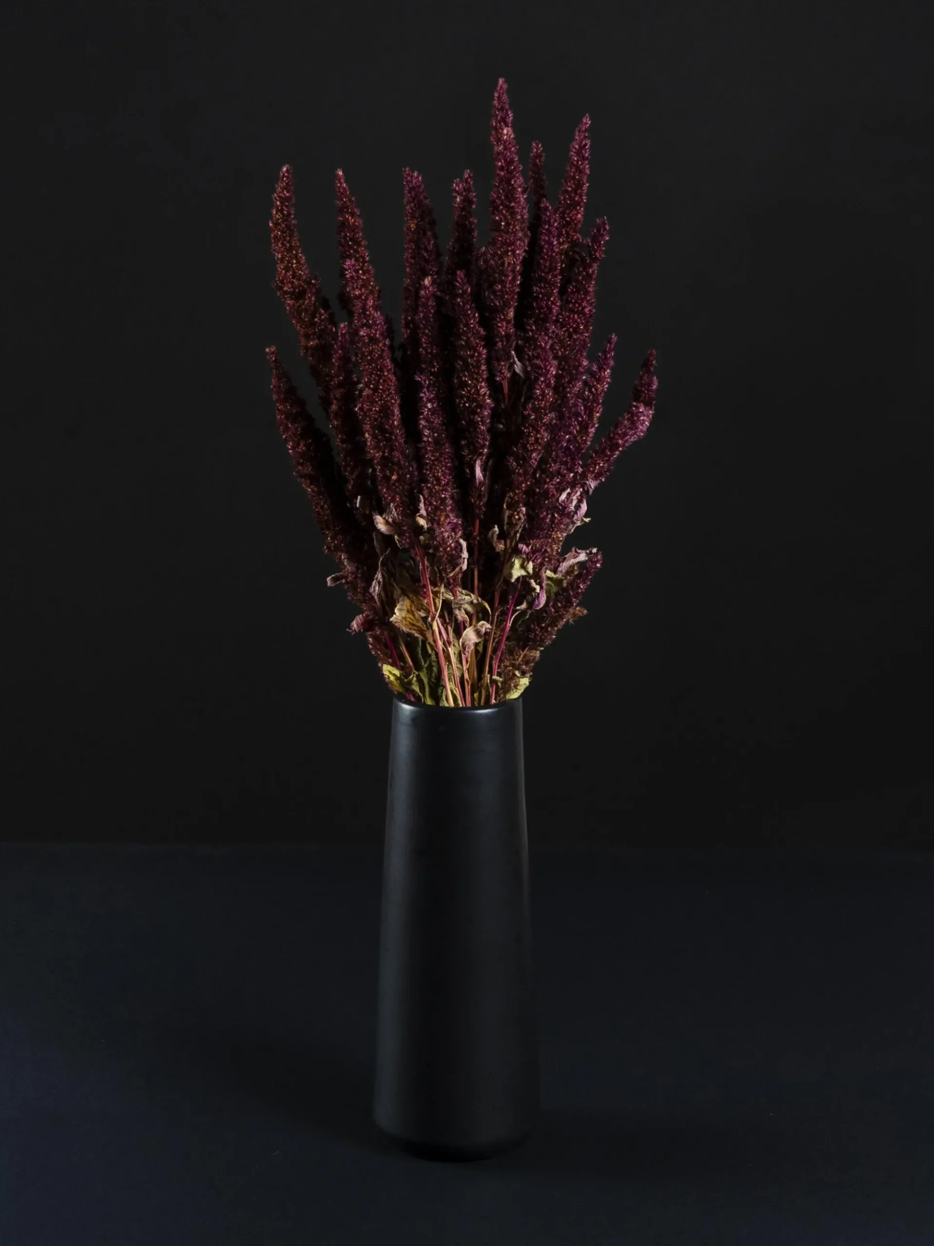 Amaranthus Preservada