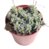 Anacampseros Arachnoides Planta Suculenta Natural Ø8