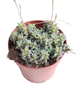 Anacampseros Arachnoides Planta Suculenta Natural Ø8
