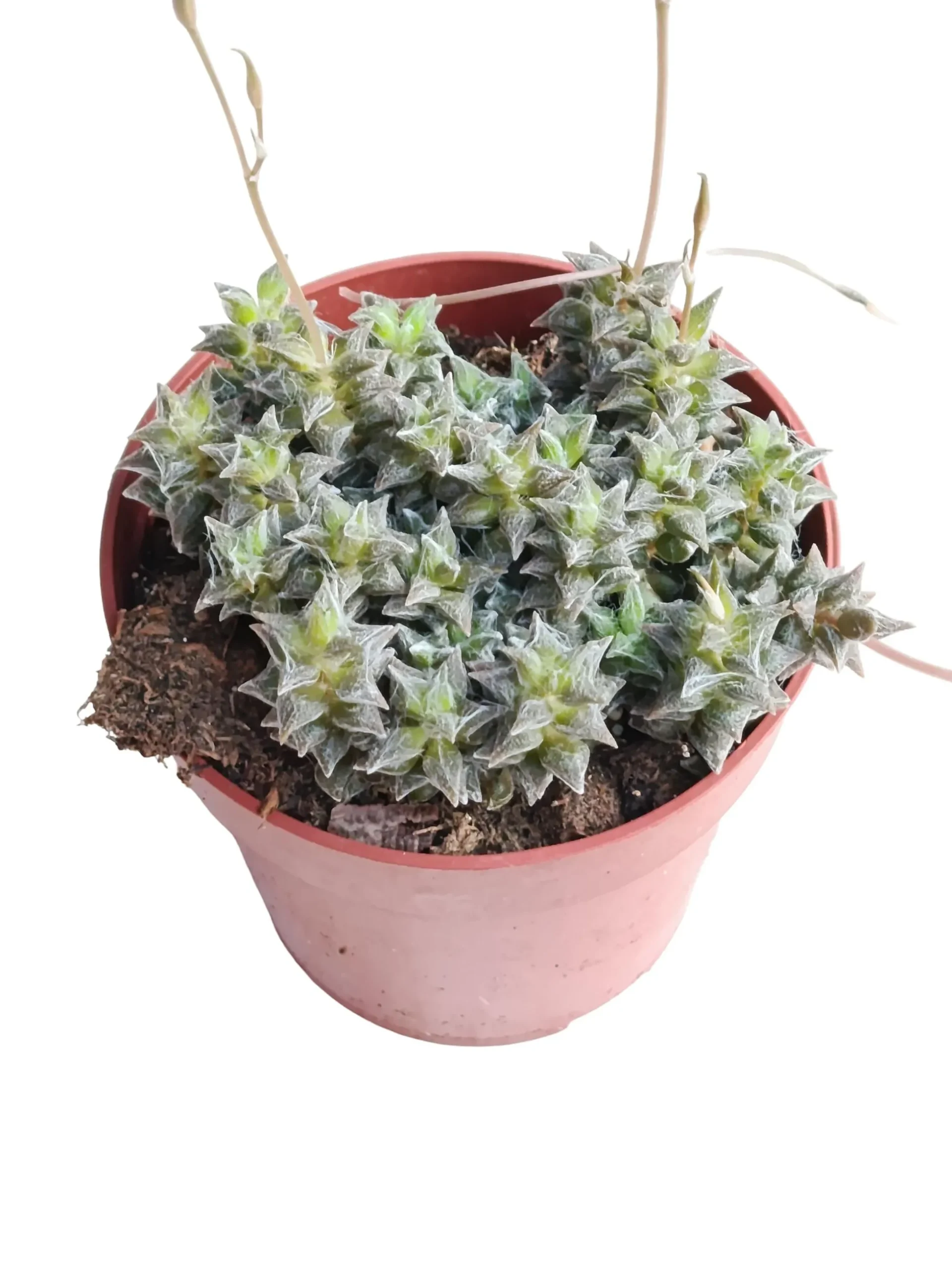 Anacampseros Arachnoides Planta Suculenta Natural Ø8