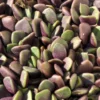 Anacampseros Rufescens (rosa De Arena); Planta Suculenta; Curiosarium; Diámetro Maceta 10,5 Cm