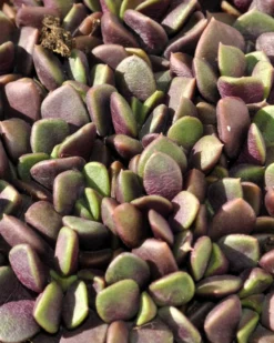 Anacampseros Rufescens (rosa De Arena); Planta Suculenta; Curiosarium; Diámetro Maceta 10,5 Cm
