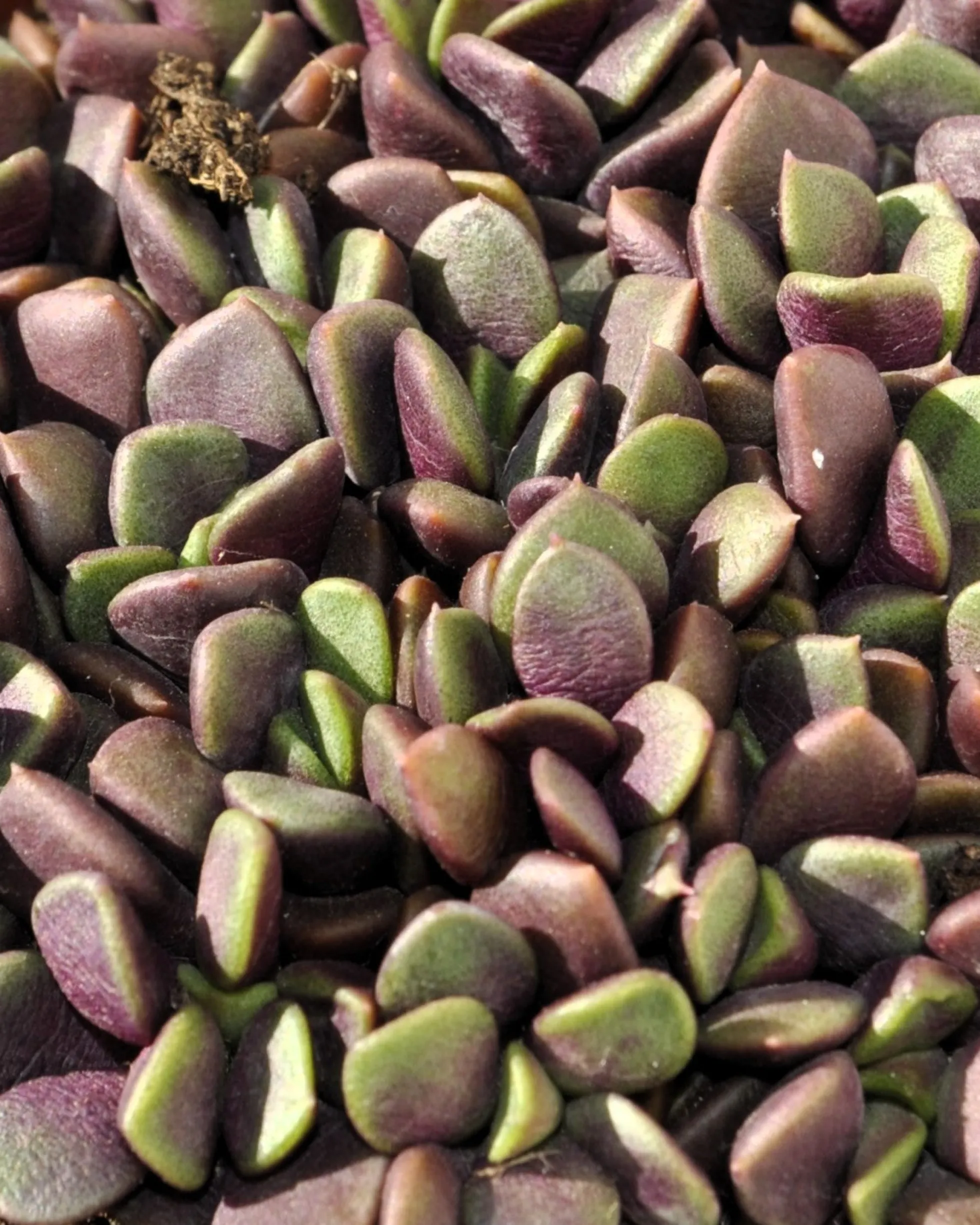 Anacampseros Rufescens (rosa De Arena); Planta Suculenta; Curiosarium; Diámetro Maceta 10,5 Cm