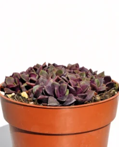 Anacampseros Rufescens (rosa De Arena); Planta Suculenta; Curiosarium; Diámetro Maceta 10,5 Cm