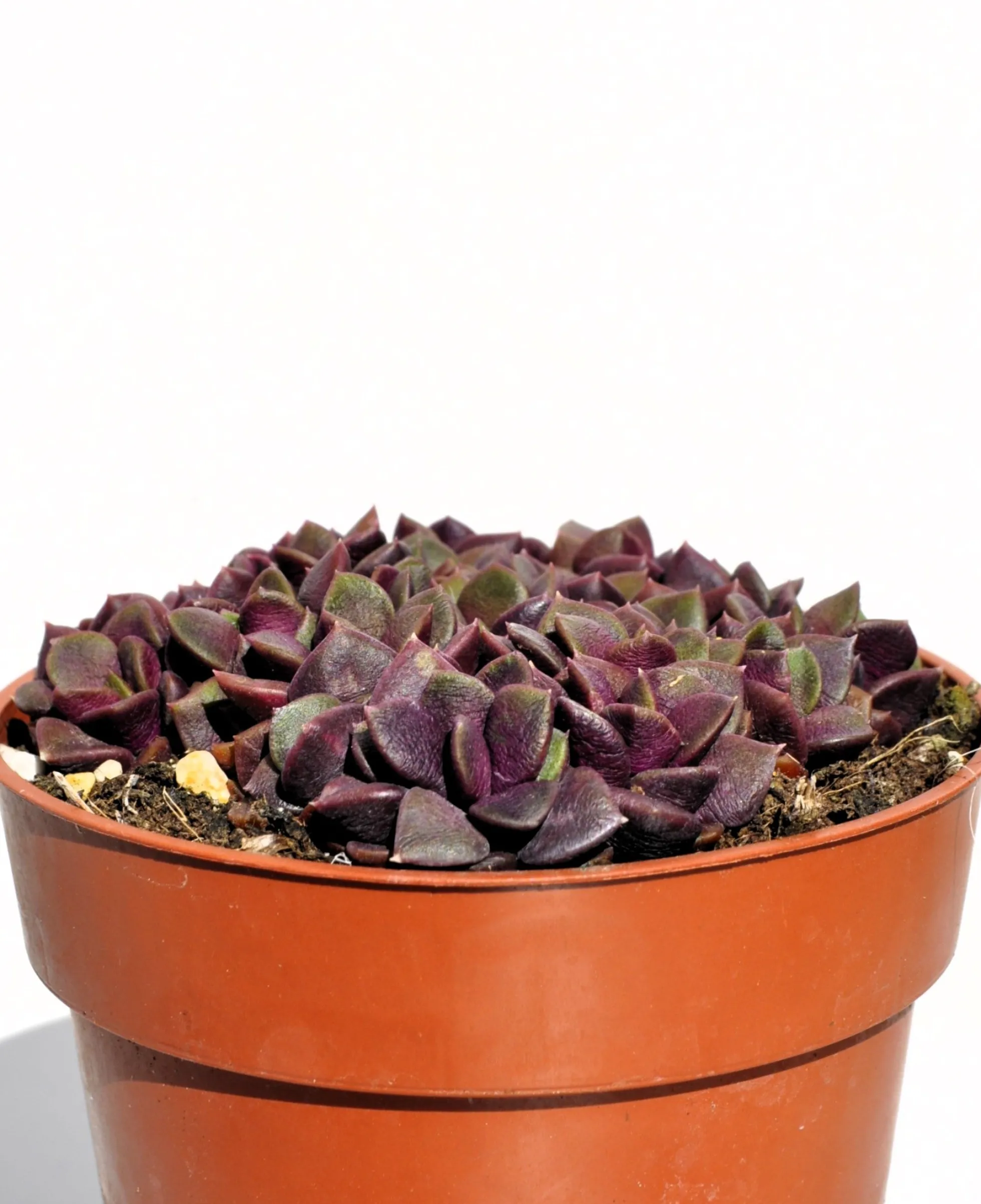 Anacampseros Rufescens (rosa De Arena); Planta Suculenta; Curiosarium; Diámetro Maceta 10,5 Cm