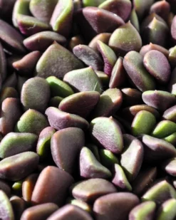 Anacampseros Rufescens (rosa De Arena); Planta Suculenta; Curiosarium; Diámetro Maceta 10,5 Cm