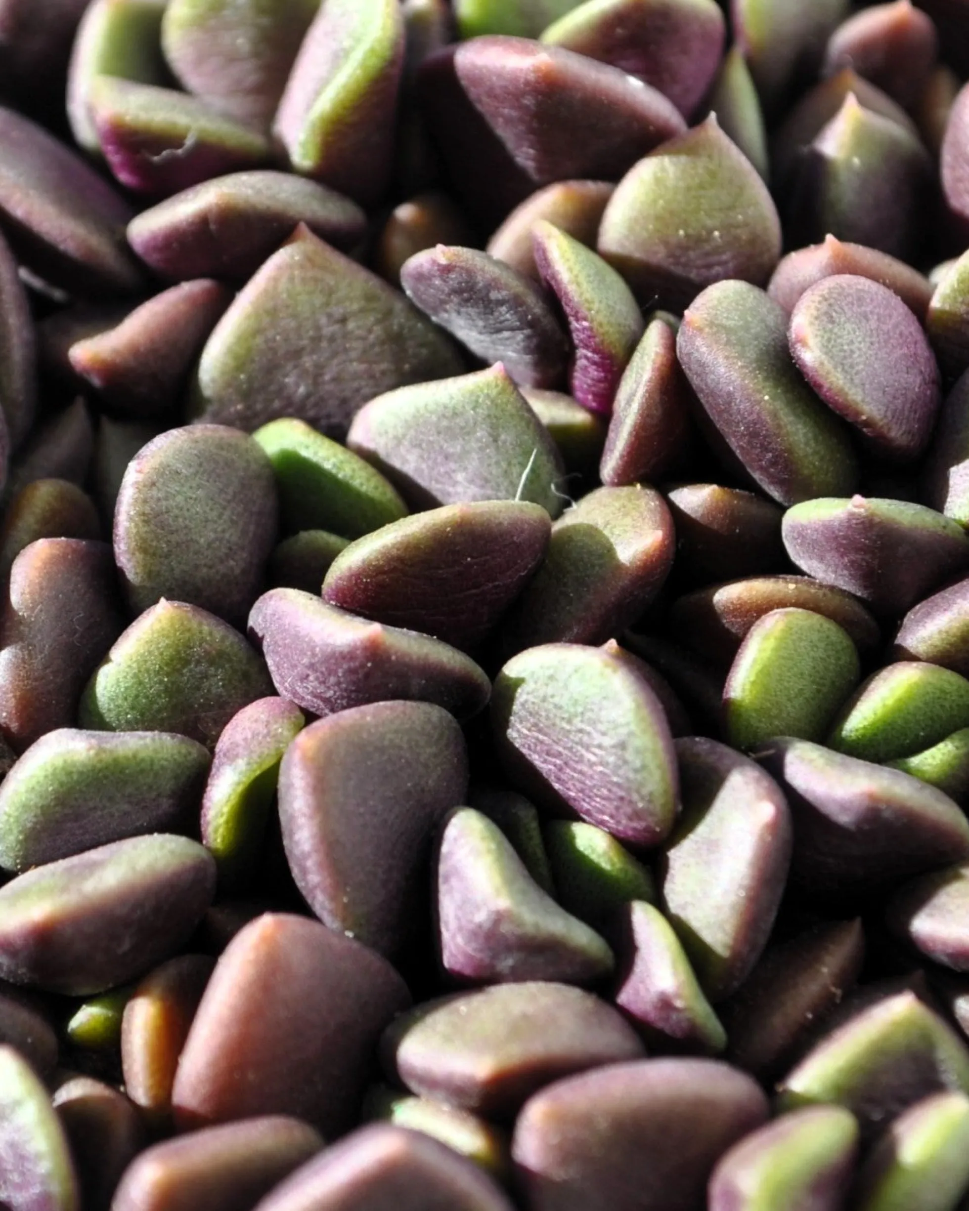 Anacampseros Rufescens (rosa De Arena); Planta Suculenta; Curiosarium; Diámetro Maceta 10,5 Cm