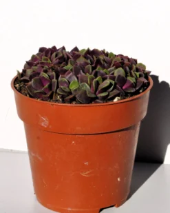 Anacampseros Rufescens (rosa De Arena); Planta Suculenta; Curiosarium; Diámetro Maceta 10,5 Cm