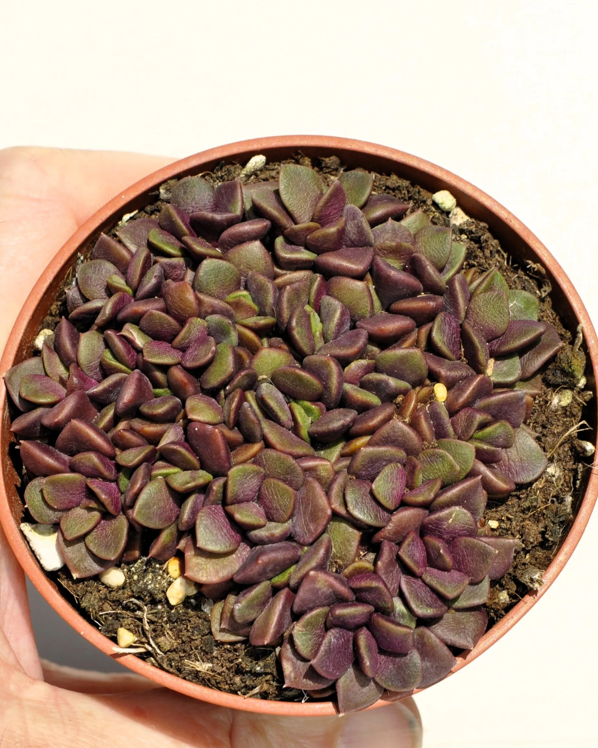 Anacampseros Rufescens (rosa De Arena); Planta Suculenta; Curiosarium; Diámetro Maceta 10,5 Cm