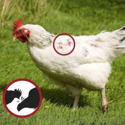 Anillas Antipicaje Para Perdices O Gallinas Y Faisanes Jóvenes (bolsa De 100 Unidades) - Tamaño Pequeño (1,5 Cm)