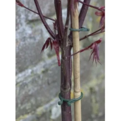 Anillo de fijación para plantas Biotop verde