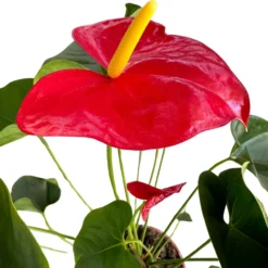 Anthurium De Colores Planta De Interior Con Vistosas Flores Maceta 14cm