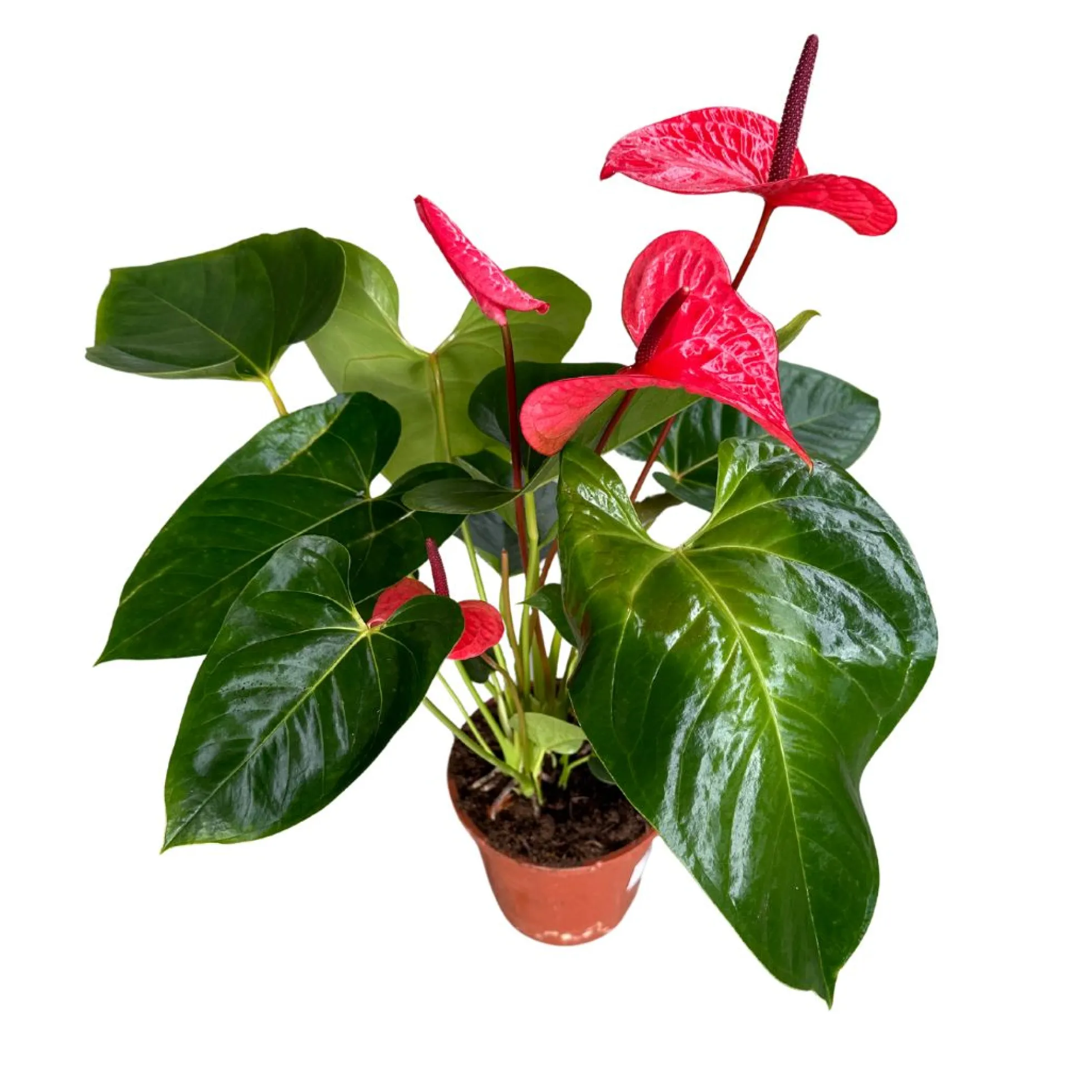 Anthurium De Colores Planta De Interior Con Vistosas Flores Maceta 14cm