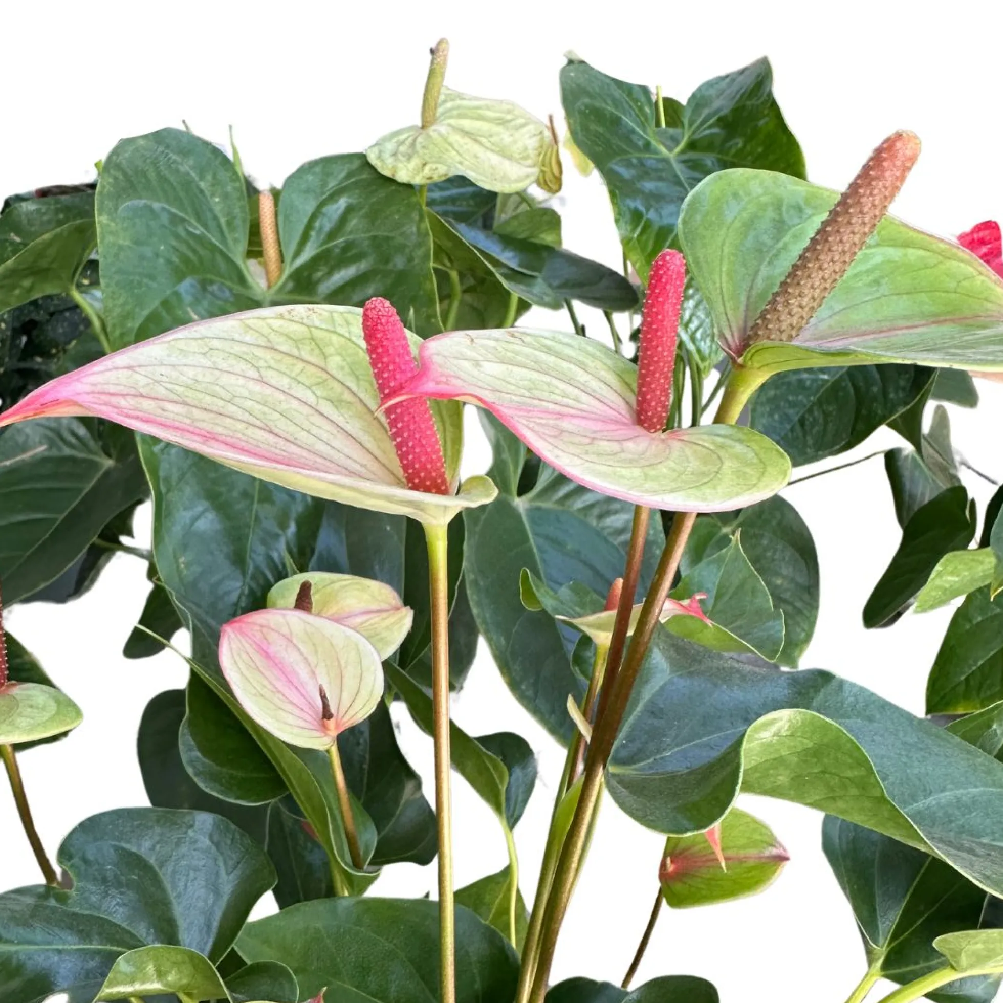 Anthurium De Colores Planta De Interior Con Vistosas Flores Maceta 14cm