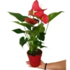 Anthurium Minnesota M14 50cm