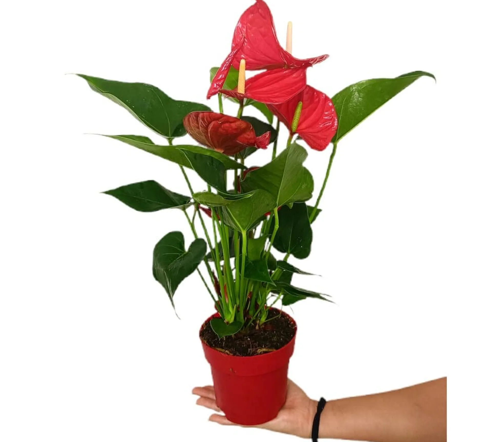 Anthurium Minnesota M14 50cm