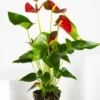Anthurium Rojo | Altura 60cm - Diámetro 17cm
