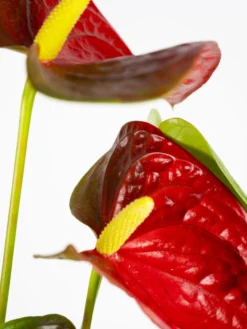 Anthurium Rojo | Altura 60cm - Diámetro 17cm
