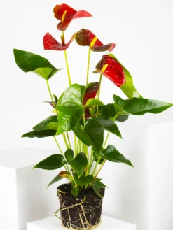 Anthurium Rojo | Altura 60cm - Diámetro 17cm