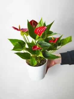 Anthurium Rojo | Altura 60cm - Diámetro 17cm