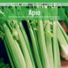 Apio Tall Utha Sobre De Semillas Cerrado