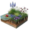 Aqua Bulbs Bee Mix - 35 Uds - Crocus, Muscari, Narcissus, Fritillaria, Camassia