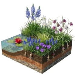Aqua Bulbs Bee Mix - 35 Uds - Crocus, Muscari, Narcissus, Fritillaria, Camassia