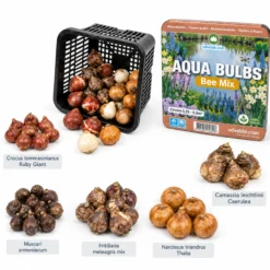 Aqua Bulbs Bee Mix - 35 Uds - Crocus, Muscari, Narcissus, Fritillaria, Camassia