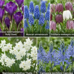 Aqua Bulbs Bee Mix - 35 Uds - Crocus, Muscari, Narcissus, Fritillaria, Camassia
