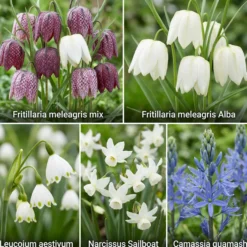 Aqua Bulbs Mezcla Silvestre - Flores Para Insectos Y Biodiversidad